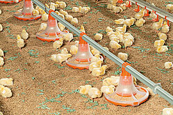 Chicks eating from the new pan for broiler production