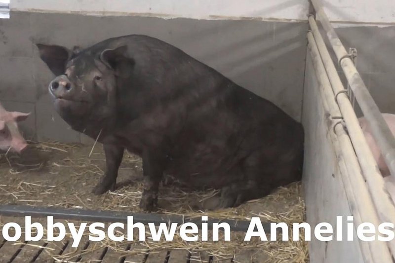 Schwarzes Hobbyschwein Anneliese