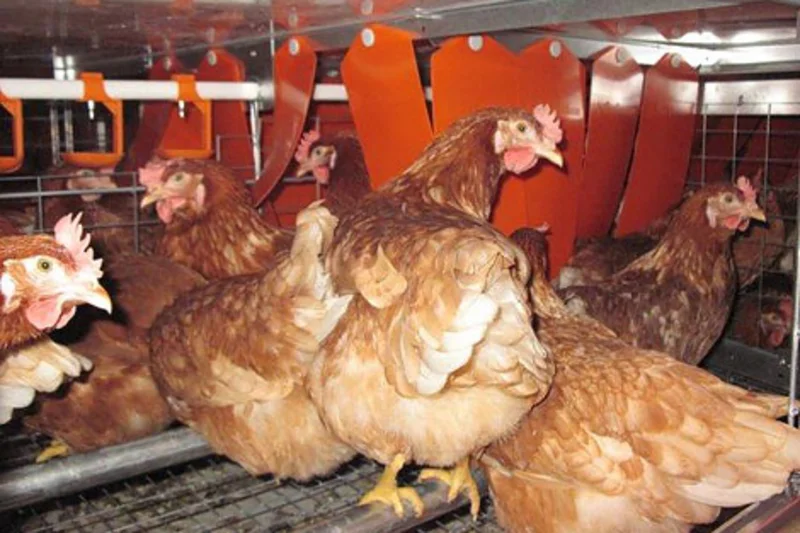 Inside the enriched colony system