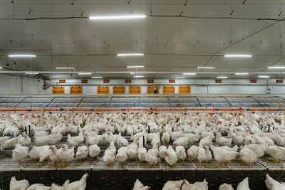 Bâtiment pour l’élevage des parentaux avec pondoir collectif et animaux