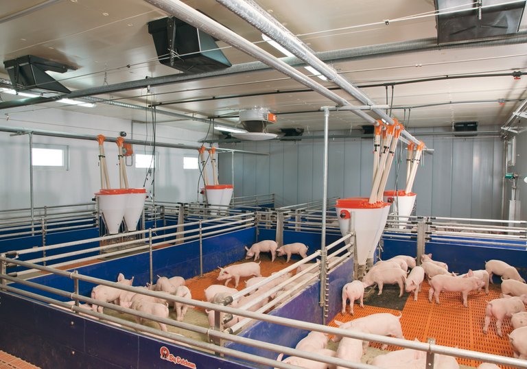 Sistemas de alojamiento para la cría de porcinos (alimentación seca) 