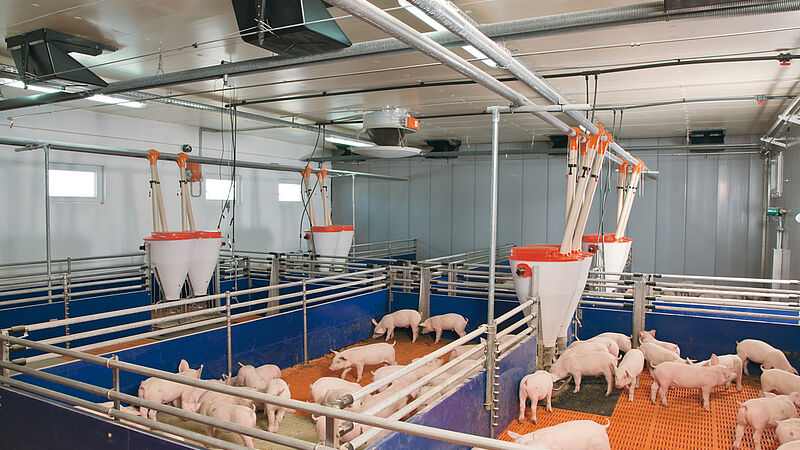 Piglet rearing with dry feeding system 