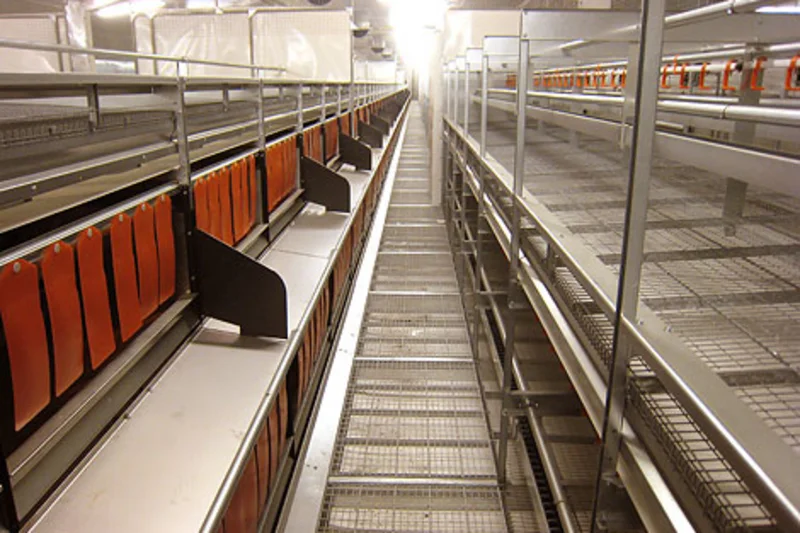 New poultry house for organic egg production