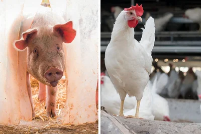 Tierseuchen vorbeugen Huhn und Schwein