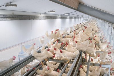 Stalverlichting: Professionele oplossingen voor de pluimveesector