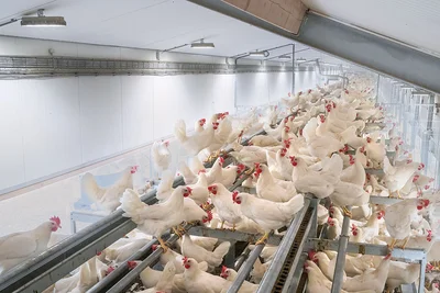 Stalverlichting: Professionele oplossingen voor de pluimveesector Stalverlichting: Professionele oplossingen voor de pluimveesector