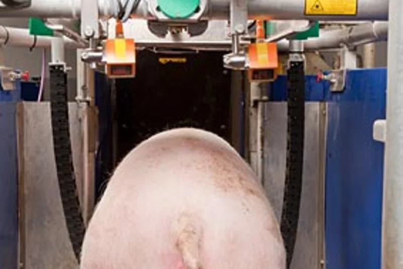Gruppenhaltung von Sauen: Trächtige Tiere stressfrei untersuchen Gruppenhaltung von Sauen: Trächtige Tiere stressfrei untersuchen