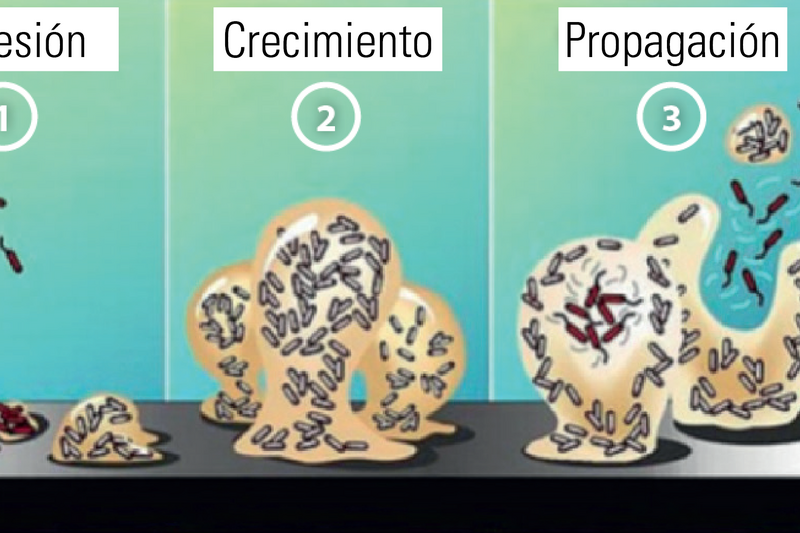 Figura 1: Las fases de la formación de biofilm según P. Dirckx. En: Biofilm Basics, Montana State University (Center for Biofilm Engineering)