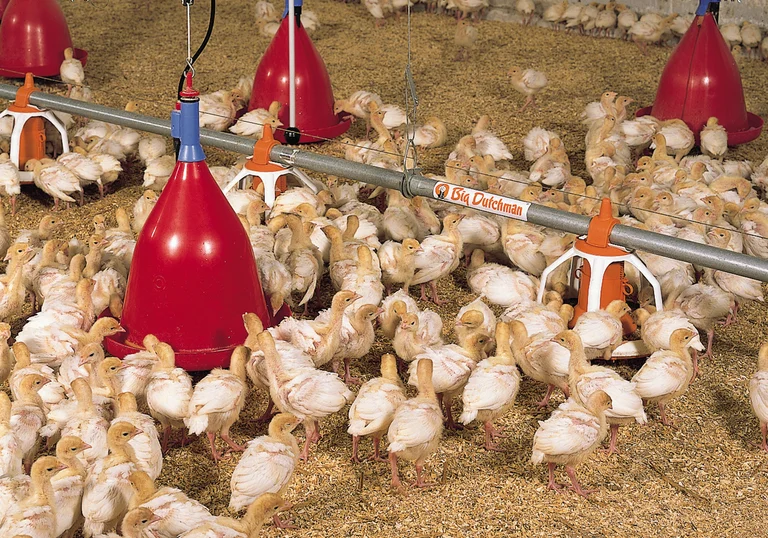 Mangiatoia Multi Pan e abbeveratoio circolare Jumbo B per l’accrescimento Mangiatoia Multi Pan e abbeveratoio circolare Jumbo B per l’accrescimento