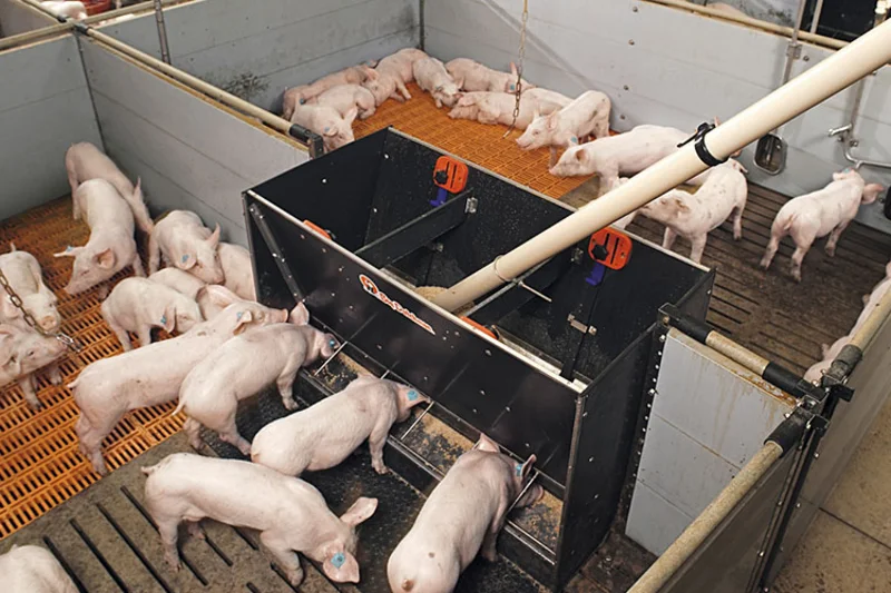 Piglets eating from a trough Piglets eating from a trough