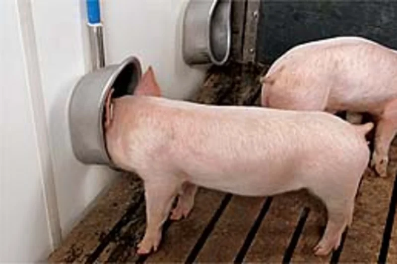 Neuer Prospekt über Tränkesysteme für Schweine Neuer Prospekt über Tränkesysteme für Schweine
