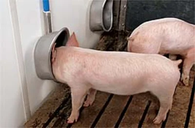 Neuer Prospekt über Tränkesysteme für Schweine Neuer Prospekt über Tränkesysteme für Schweine