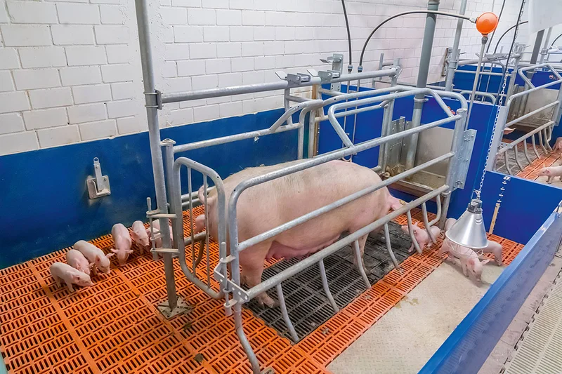 Locha w zamkniętym jarzmie z prosiętami Locha w zamkniętym jarzmie z prosiętami