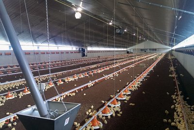 View into the broiler house