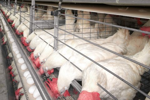 Poultry Cages For Professional Economic Egg Production Including