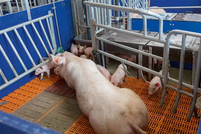 Animal welfare, energy savings, feeding systems and more: Big Dutchman equipment for modern pig production