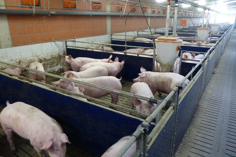 Blick in den Schweinemaststall: Buchten, Ausrüstungen und Schweine Blick in den Schweinemaststall: Buchten, Ausrüstungen und Schweine