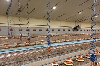 Inside of the barn with suspended spiral hoses