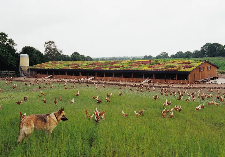 Producția de ouă free range Producția de ouă free range