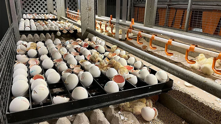 Newly hatched chicks in the aviary in which they will later lay eggs as laying hens Hatching in Natura Life