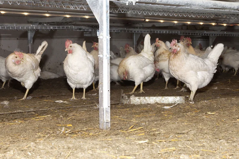 Laying hens underneath an aviary system
