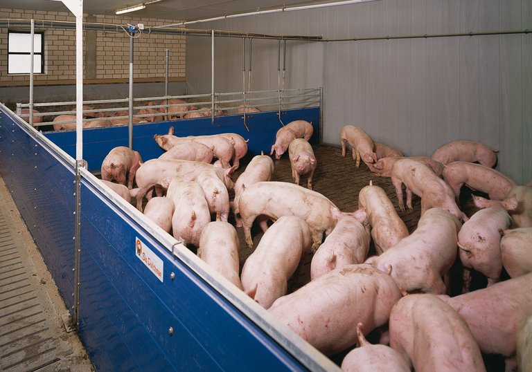 Schweinemaststall mit Flüssigfütterung HydroMix