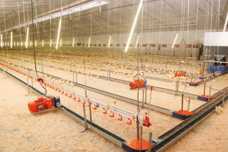 Big Dutchman equips five houses for 84,000 pullets Big Dutchman equips five houses for 84,000 pullets