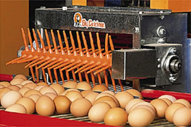 Improved egg quality thanks to new standards
Improved egg quality thanks to new standards