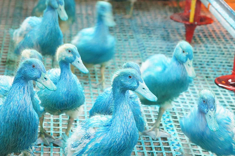 Les canards bleus de la tête jusqu'au croupion.