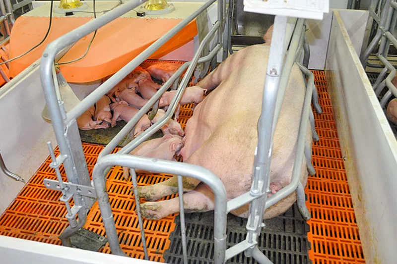 View of a farrowing pen View of a farrowing pen