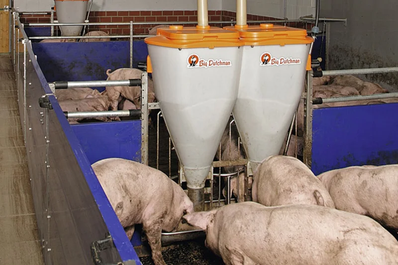 Finishing pigs eating from a feeder Finishing pigs eating from a feeder