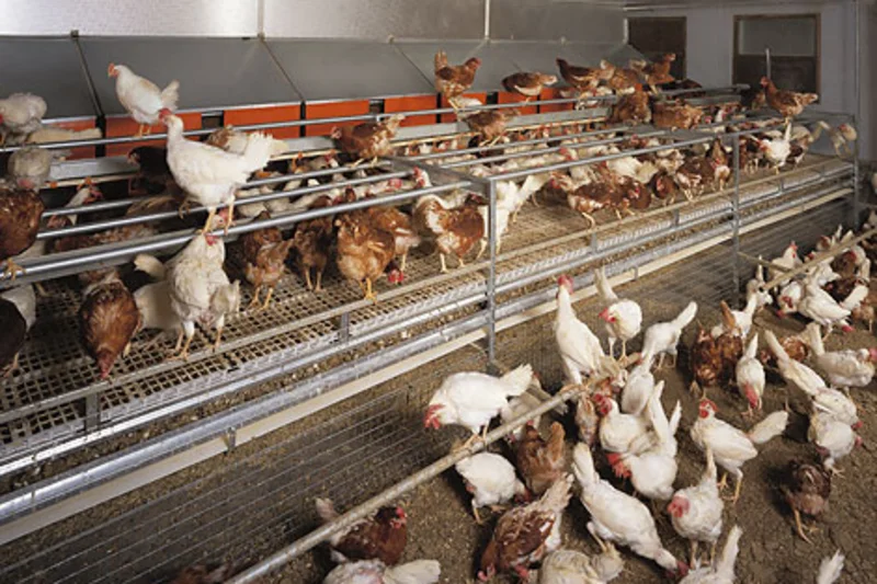 Elevage au sol : Natura Floor, un système traditionnel d’élevage de poules pondeuses (photo du prospectus) Elevage au sol : Natura Floor, un système traditionnel d’élevage de poules pondeuses (photo du prospectus)