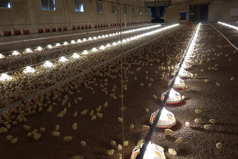 Lamp for feed pans FlexLED glo