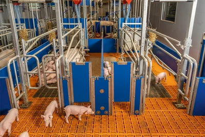Sistema di accesso libero per box parto AGILO, porta chiusa (sinistra) e porta aperta (destra). Le scrofe scelgono quando lasciare il box.