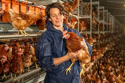 En la nave: Mujer sostiene una gallina en brazos. En la nave: Mujer sostiene una gallina en brazos.