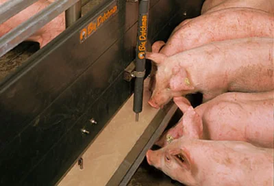 Neu errichteter Schweinemaststall für 1.440 Tiere Neu errichteter Schweinemaststall für 1.440 Tiere