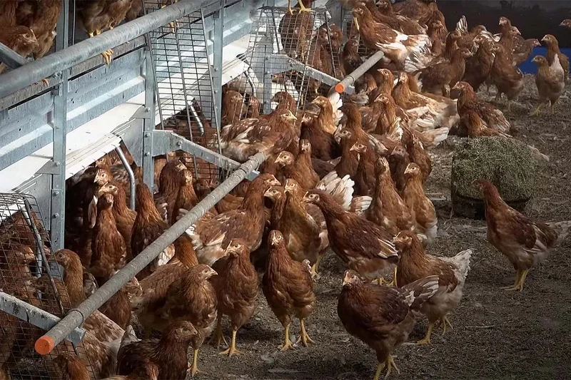 Bio-Junghennenaufzucht | Natura Primus-Voliere kommt gut an Junghennen in der Voliere
