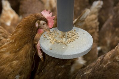 A hen is picking onto the plate  