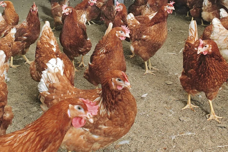 Barn egg production Barn egg production