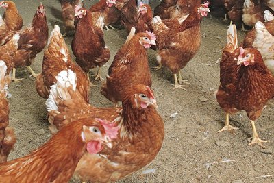 Barn egg production 