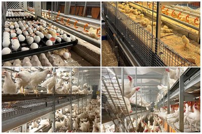 Du poussin à la poule pondeuse : une volière adaptée à toutes les phases de vie