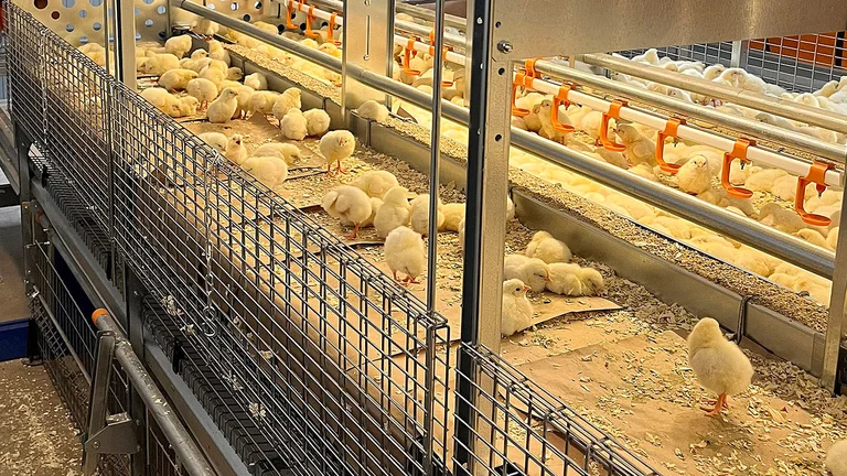 Can the chicks reach water and feed easily? An important question. Chicks in Natura Life