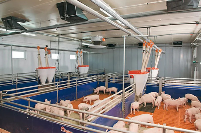 Dry feeding and liquid feeding in piglet rearing: pig feeding systems and management strategies for modern pig production Dry feeding and liquid feeding in piglet rearing: pig feeding systems and management strategies for modern pig production