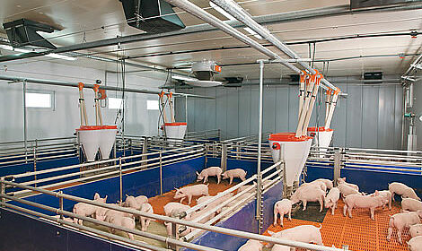 Dry feeding and liquid feeding in pig rearing - Big Dutchman