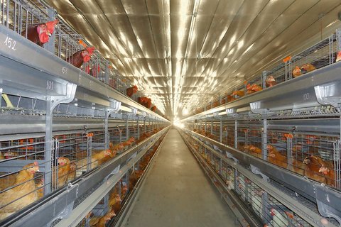 UNIVENT Parents-AI broiler breeder housing system for artificial insemination (AI)