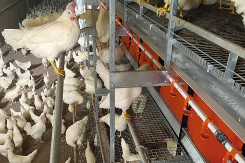 Massive investment in Scottish barn egg production Massive investment in Scottish barn egg production