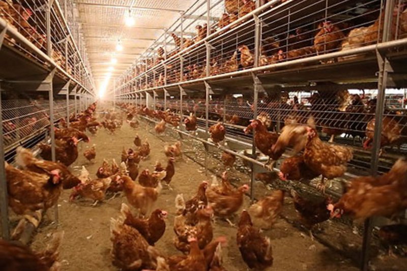  Indiana, USA: Adding barn egg production to meet customers’ needs