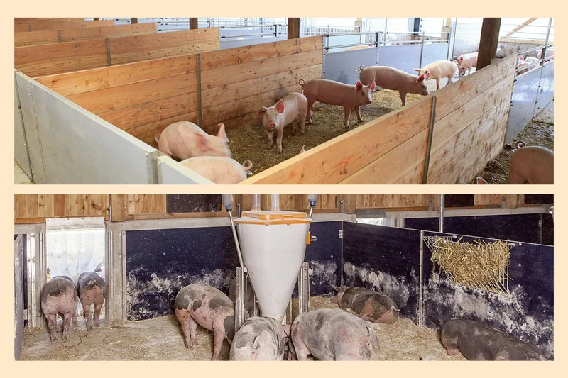 Mit offener Front oder Auslauf: Big Dutchman macht Gleichdrucklüftung für Schweineställe möglich Schweineställe mit Auslauf und offener Front