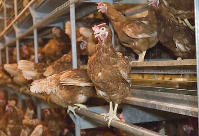 Barn egg production in Natura 60 aviary