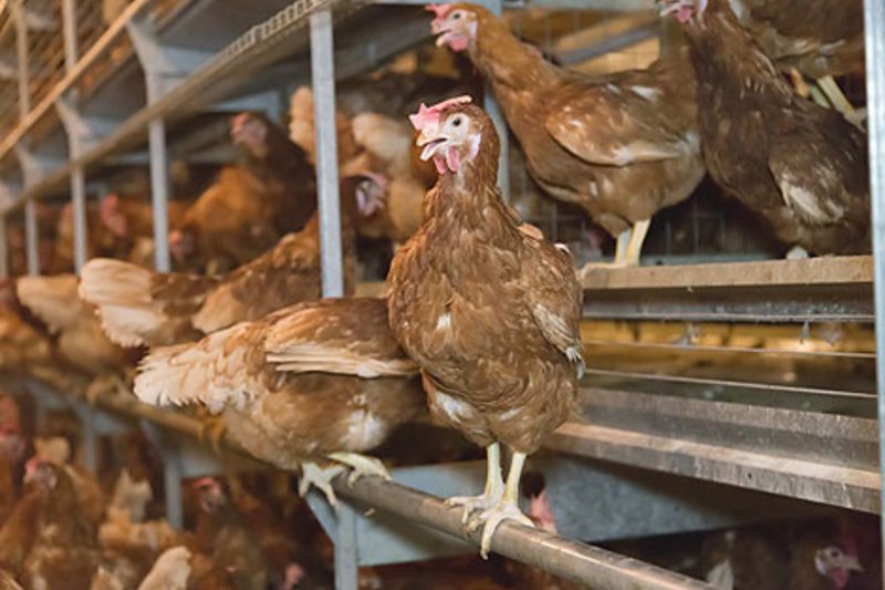 Barn egg production in Natura 60 aviary